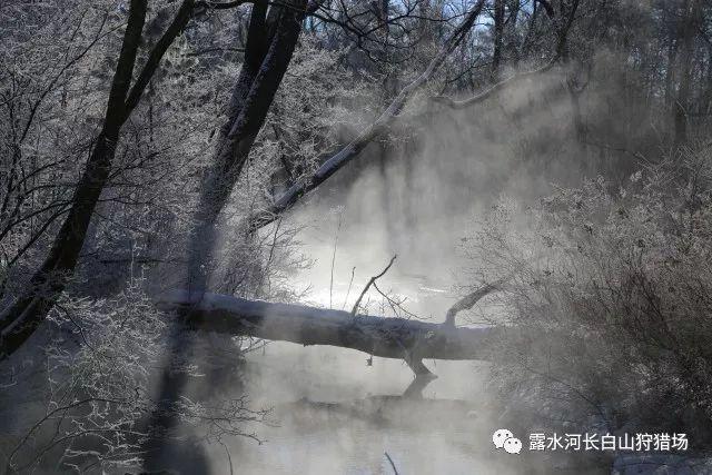 春雨直播app